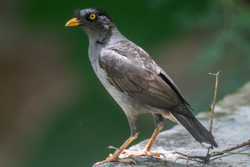  jungle myna (Acridotheres fuscus) is a myna, a member of the starling family.