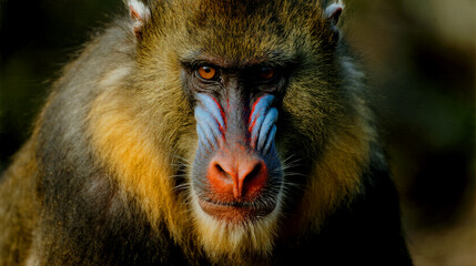 Fototapeta premium Close up of a male mandrill with striking facial markings and fur colors