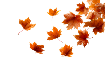 Colorful autumn leaves falling gently down