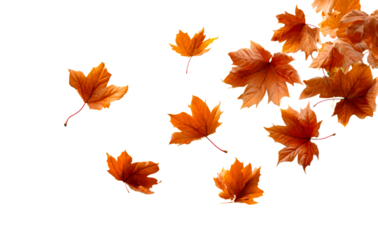 Colorful autumn leaves falling gently down