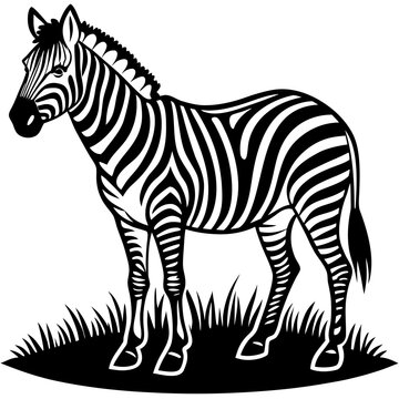 zebra vector illustration