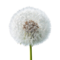 Fototapeta premium Fluffy dandelion seed head, close-up, isolated, black background, nature photography, design element