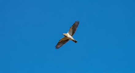 Obraz premium A bird with open wings soaring through a clear blue sky on a bright sunny day in its natural habitat