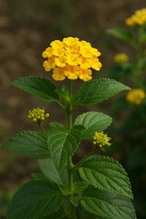 yellow flower in the garden