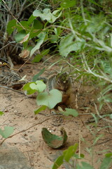 squirrel in natural habitat on a rock at zion national park utah in summer time