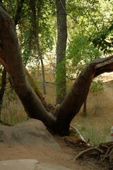 squirrel in natural habitat on a rock at zion national park utah in summer time