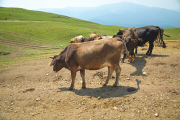 Cows in the pasture. Summer time