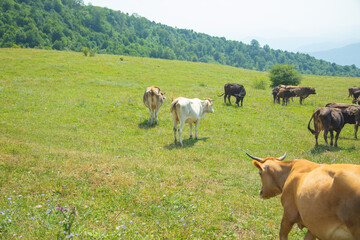 Cows in the pasture. Summer time