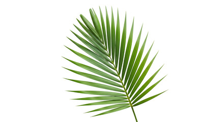 Fototapeta premium Green palm frond isolated on a transparent background