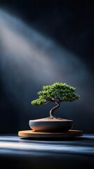 Elegant bonsai tree illuminated in a serene setting