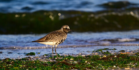 Kiebitzregenpfeifer // Grey plover (Pluvialis squatarola) 