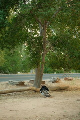 Wild turkey roaming the streets in zion national park utah in summer