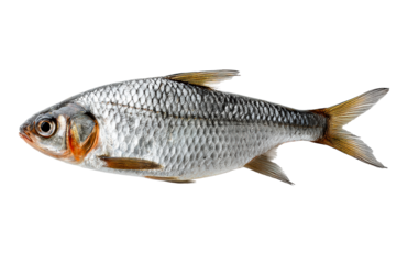 Silver fish on a transparent background
