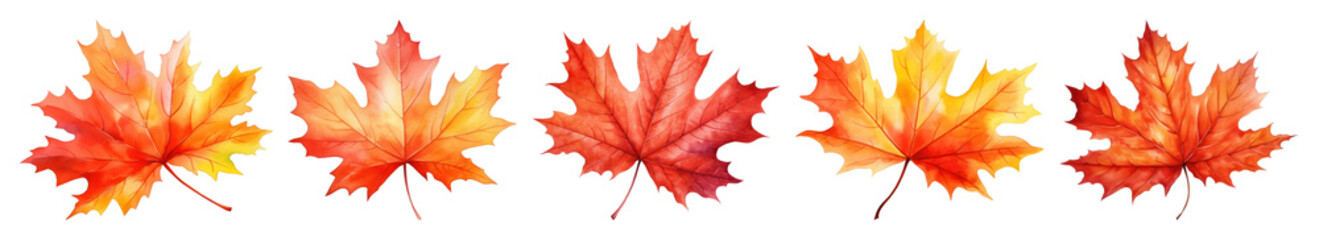 Obraz premium PNG Vibrant autumn maple leaves illustration, element set on transparent background