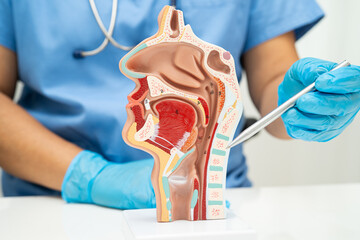 Asian doctor with nasal oral throat cavity neck human anatomy model for study diagnosis and...