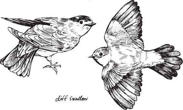 Detailed ink sketch of a cliff swallow bird in perched and flying poses. Vintage black and white bird art perfect for birdwatchers, swallow lovers, nature prints, field guides, and wall decor