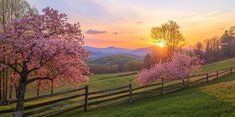 Naklejka premium A sunrise over rolling hills covered in vibrant spring blossoms