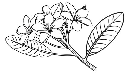 Plumeria Flower Branch Line Art Illustration