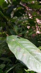 Musca domestica, subordo Cyclorrhapha. Insect fly with red eyes and has thin wings perched on green leaves, this type is often seen flying in the kitchen.