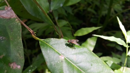 Musca domestica, subordo Cyclorrhapha. Insect fly with red eyes and has thin wings perched on green leaves, this type is often seen flying in the kitchen. World Nature Conservation Day on July 28th.