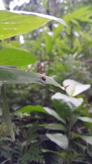 Musca domestica, subordo Cyclorrhapha. Insect fly with red eyes and has thin wings perched on green leaves, this type is often seen flying in the kitchen.