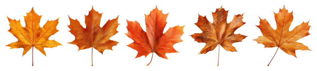 PNG Autumn maple leaves vibrant display, element set on transparent background