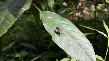 Musca domestica, subordo Cyclorrhapha. A red-eyed flying insect scratches its head perched on green leaves, this type is often seen flying in the kitchen.