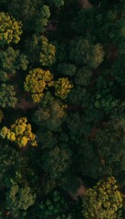 Aerial view of trees in warm light