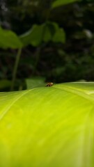 Aphrophoridae perched on fresh green leaves. Shot in the forest. This spittlebug is also known as a froghopper. Clovia eximia a species of Cercopidae. World Environment Day on June 5th.