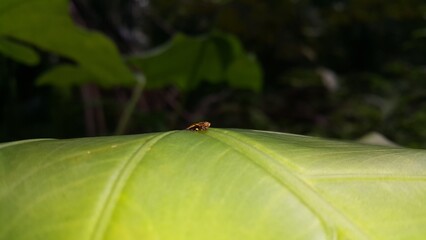 Aphrophoridae perched on fresh green leaves. Shot in jungle. This spittlebug is also known as a froghopper. Perfect for documentaries about tropical rainforests and World Environment Day on June 5th.