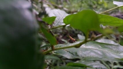 Baby Dictyopharidae, Planthopper Nymph, green treehopper nymph, Pandanus planthopper, Flatidae, Dictyophara nakanonis. Acrida cinerea, sometimes called the Oriental longheaded grasshopper/locust.