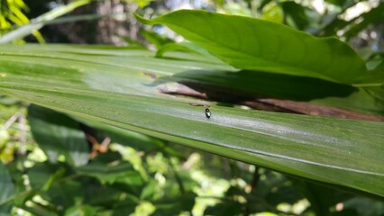 Baby musca domestica perched on a green leaf. Shot in the forest. Perfect for documentaries about tropical rainforests and World Environment Day on June 5th.