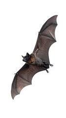 Flying bat, isolated