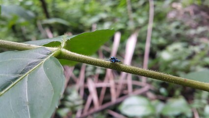Thiania bhamoensis, metallic blue jumping spider on the green leaves. Elegant Golden Jumper, Chrysilla volupe, jumping spider, Genus Sidusa. jumping spiders of the Family Salticidae