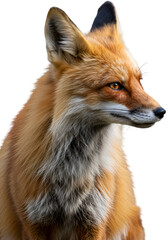 Fototapeta premium Photographic Portrait Of Red Fox With Fur Looking Away Isolated