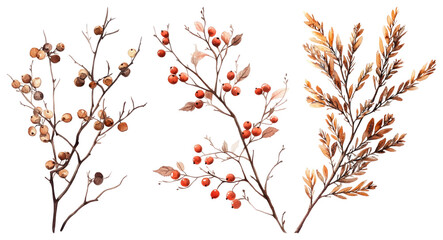 Fototapeta premium PNG Autumnal botanical illustration with berries, element set on transparent background