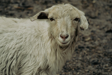 Domestic sheep with long fleece