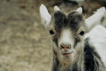 Close-up of expressive goat kid face outdoors