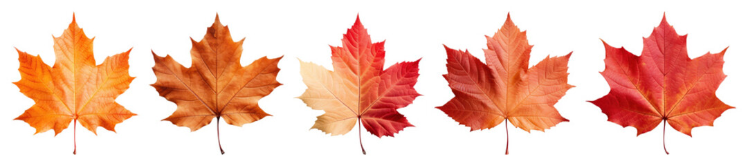 PNG Autumn maple leaves in row, element set on transparent background