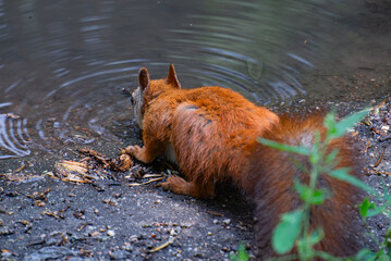 Squirrel pausing for water on summer day