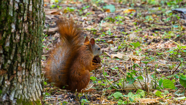 Red squirrel holding nut near tree trunk 