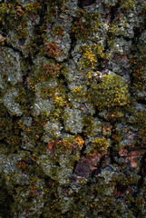 Forest tree trunk covered in vibrant green moss