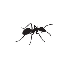 vector silhouette ant on white background