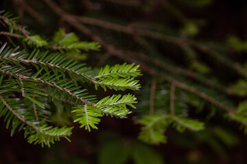 Close-up of new spruce growth in woodland 