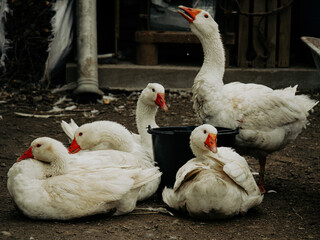 Group of white geese resting near water bucket