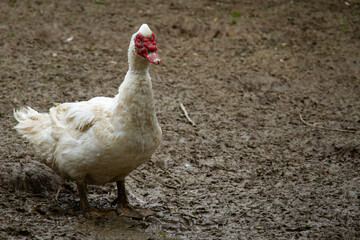 Muscovy duck in authentic rural surroundings 