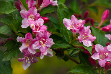 Blooming weigela flowers in spring garden 
