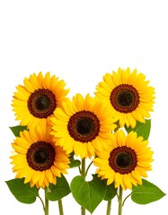 Obraz premium Group of sunflowers against white