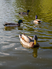 Bird swimming in peaceful afternoon lake scene