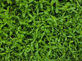 Fresh green leaves covered in morning raindrops 